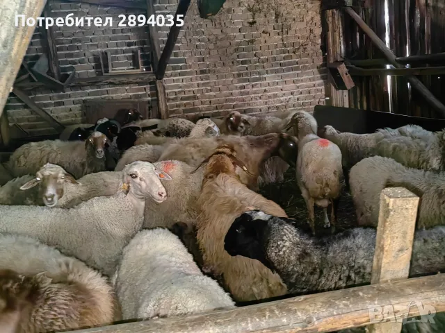 свободни овце, кочове , снимка 9 - Овце - 55756368