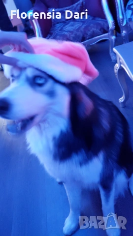 Сибирска хъска, снимка 2 - Други животни - 53623053