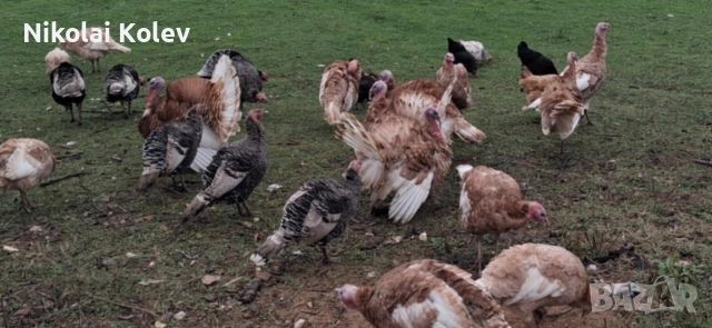 Продавам домашни био пуйки, снимка 4 - Кокошки и пуйки - 52677427