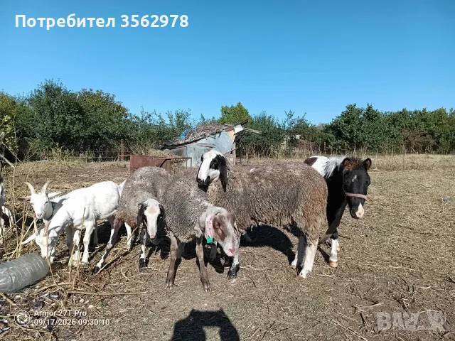 шилета по 50-60 кг