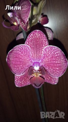Орхидея фаленопсис Kimono, снимка 1 - Стайни растения - 36037959