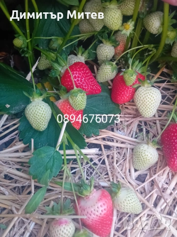 Продавам разсат ягоди , снимка 2 - Разсади - 51749795