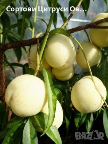 Бяла Нектарина