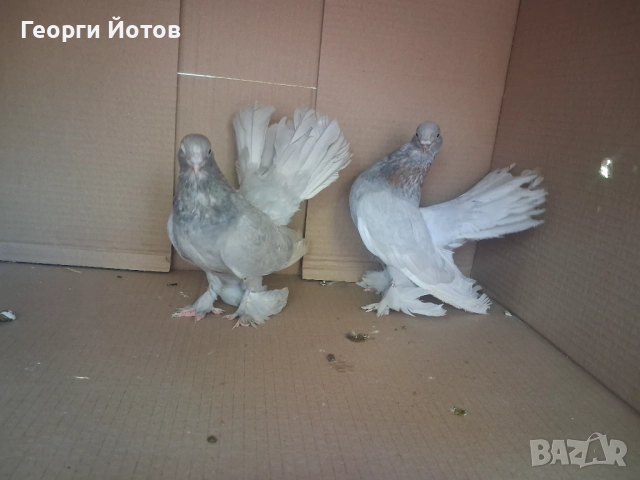 Продавам гълъбите от снимките, снимка 8 - Гълъби - 51548384