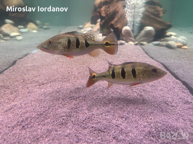 цихли peacock bass, снимка 5 - Рибки - 55966009
