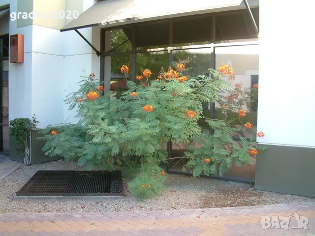Цезалпиния пулхерима – Caesalpinia pulcherrima, снимка 8 - Разсади - 55863597