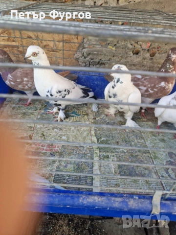 Продавам   чифт     унгарци