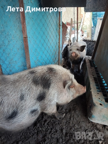 нерез и женска - виетнамски за 600лв цената е за двете прасета общо са към 180кг, снимка 3 - Прасета - 52858068