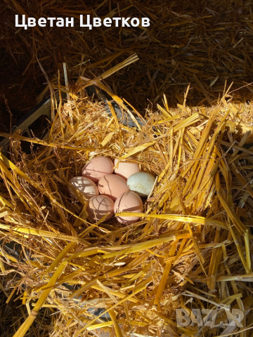 Домашни яйца. Разплодни яйца., снимка 8 - Домашни продукти - 44618193