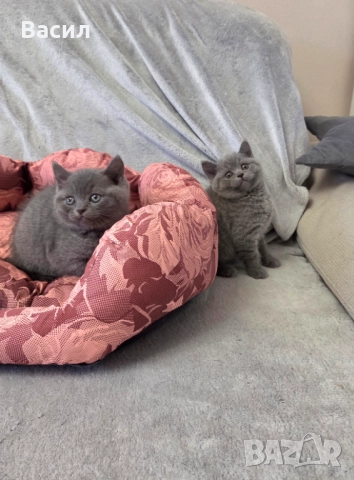 Продавам британски късокосмести котета, снимка 11 - Британска късокосместа - 46684108