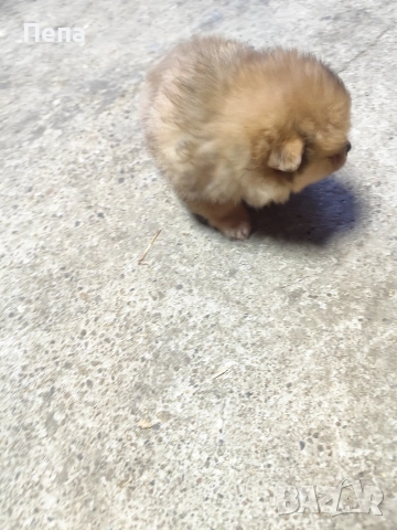 шпиц померан , снимка 3 - Шпиц - 52793634