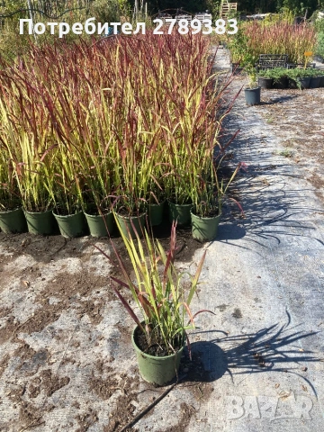 Императа ред барон