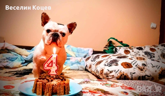 Мъжки френски булдог си търси женска , снимка 4 - Френски булдог - 52517049