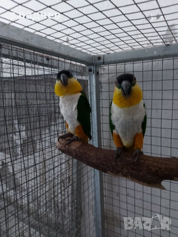 Разплодна двойка кайки