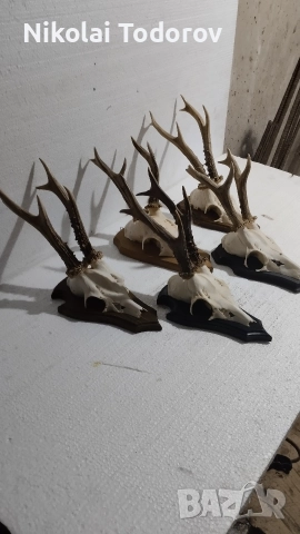 Трофей от сръндак, снимка 5 - Други - 52672901