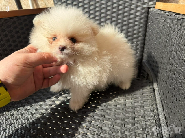 Мини Померани Актуално от 5.3.2026, снимка 3 - Померан - 53719217