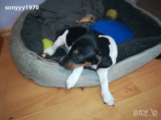 ПРОДАВАМЕ ДЖАК-ЖЕНСКО КУТРЕ 0911251839, снимка 2 - Джак ръсел териер - 52353720