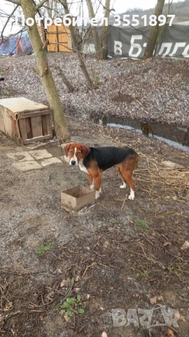 Продавам две мъжки гончета 