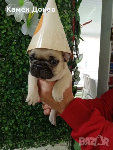 Френски булдог french bulldog , снимка 2 - Френски булдог - 56271586