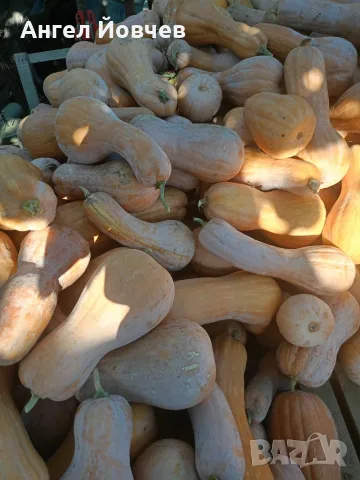 Тикви цигулка реколта 2026г., снимка 3 - Домашни продукти - 56378282