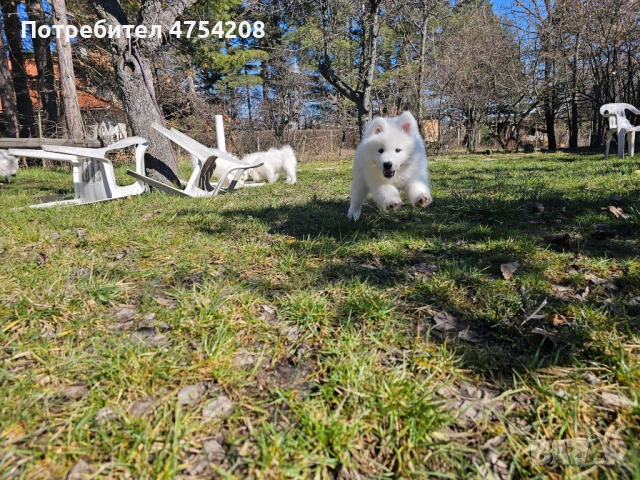 Продавам кученца Сибирски Самоед, снимка 6 - Самоед - 53697454