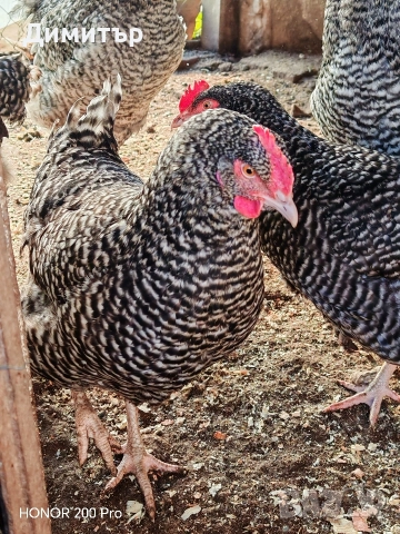 Разплодни яйца от Мехелен, снимка 7 - Кокошки и пуйки - 52938556