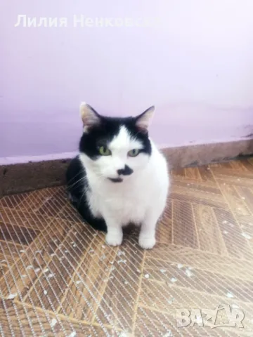 Подарават се две котенца Джиджи и Джули, снимка 8 - Други - 49935123