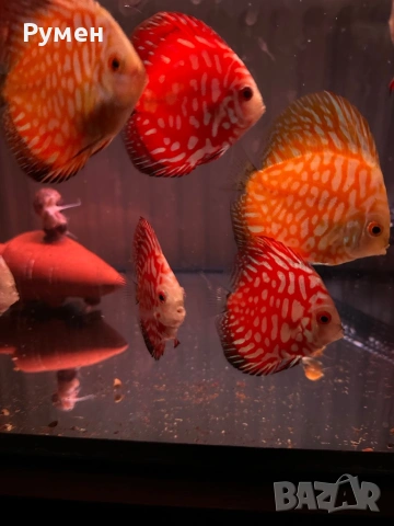 Продавам млади дискуси, снимка 4 - Рибки - 53222453