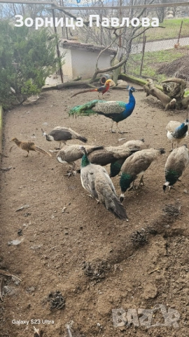 Продавам малки индийски пауни., снимка 3 - други­ - 51717256