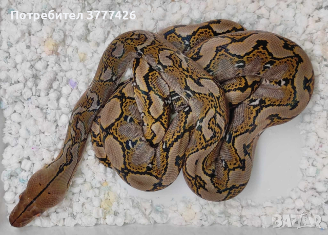 Мрежест Питон / Python reticulatus, снимка 2 - Змии - 42661689