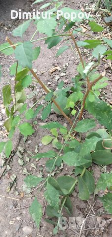 Текома,увивно расение, снимка 3 - Градински цветя и растения - 42598631