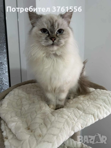 Персийско женско коте , снимка 4 - Персийска - 53438324