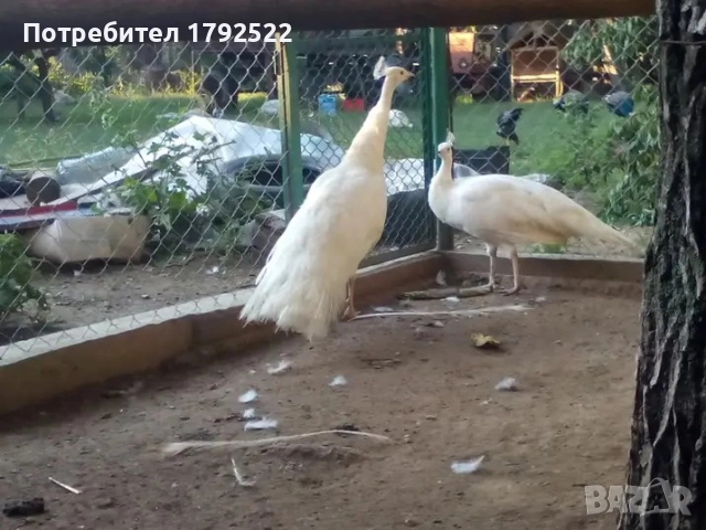 Бели и чернокрили пауни 