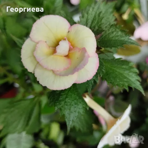 ахименес различни видове, снимка 10 - Стайни растения - 55854077