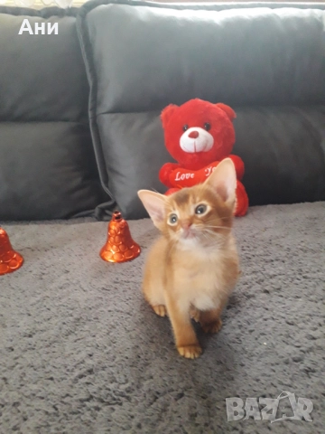 НОВОГОДИШНА ПРОМОЦИЯ.АБИСИНСКО КОТЕНЦЕ, снимка 5 - Други - 52790557