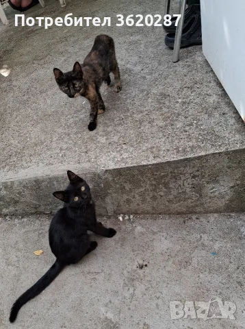 Малки бездомни котета