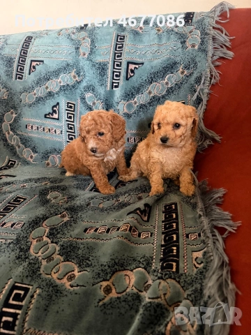 Той пудел момче и момиченце, снимка 3 - Пудели - 53731253