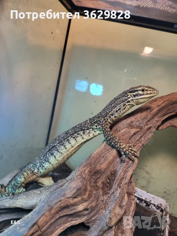Аргус варан, снимка 1