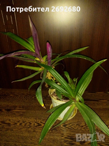 Традесканция рео-75см., снимка 11 - Стайни растения - 45950432