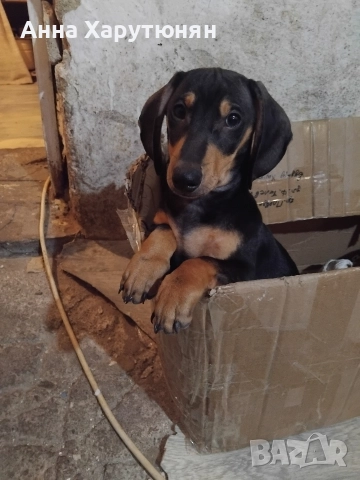 Продавам две мъжки дакелчета , снимка 6 - Дакели - 52593885