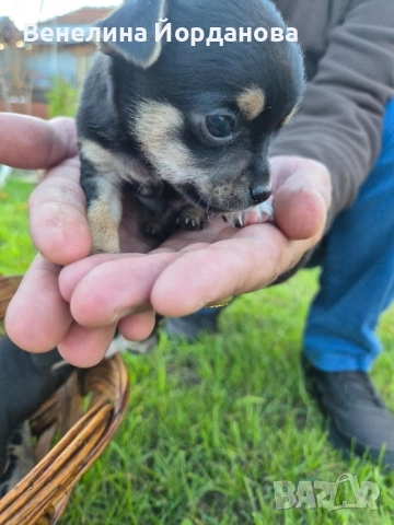 Мини чихуахуа две момченца, снимка 6 - Чихуахуа - 52267825