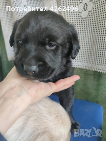 чистокръвни лабрадор ретривър, снимка 3 - Лабрадор ретривър - 53745338