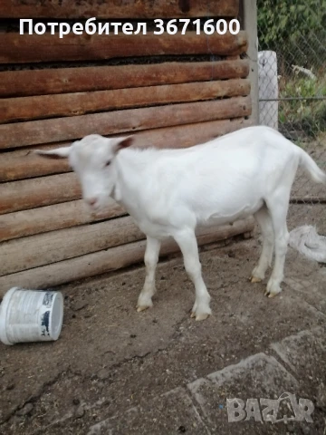 Продавам мъжки ярета, снимка 1