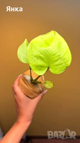 Monstera Deliciosa Lime Variegata, снимка 2 - Стайни растения - 55732294