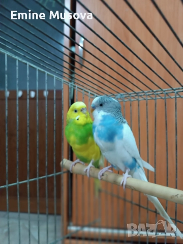 Вълнисти папагали