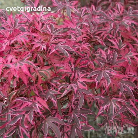 Acer palm. Shirazz Variegated 