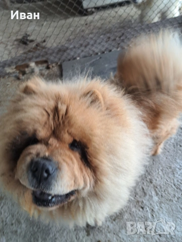продавам чау чау , снимка 9 - Чау Чау - 53506141