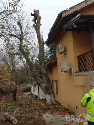 Премахване на опасни дървета , снимка 3 - Други услуги - 51406602