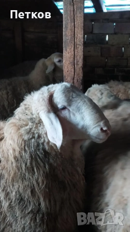 Коч Асаф, снимка 4 - Овце - 53126225