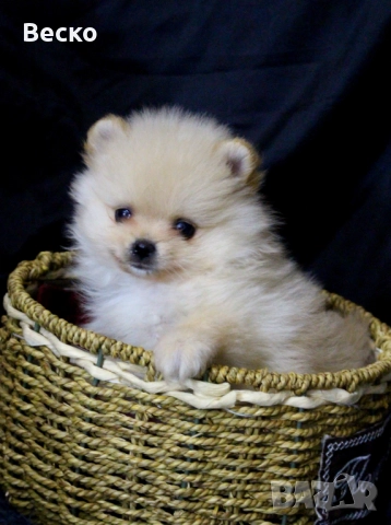 Померан мини мъжко , снимка 3 - Померан - 52932515